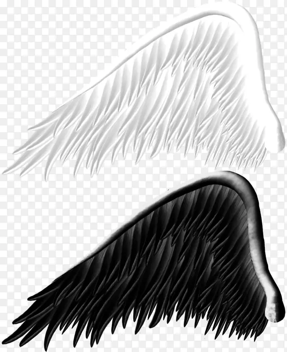 白黑翅膀图片