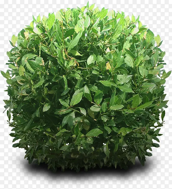 绿色树植物树素材