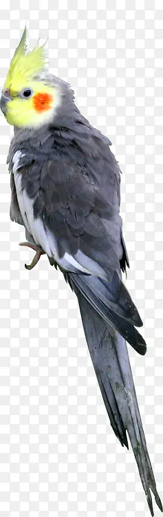 灰色可爱回眸鹦鹉