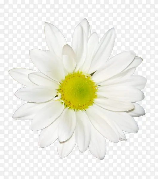 洁白花瓣雏菊