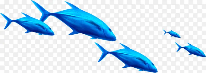 蓝色海豚图片