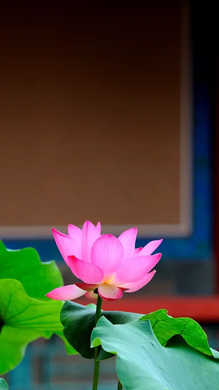 梦里醉人主页装修