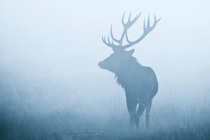 雾中的麋鹿海报背景