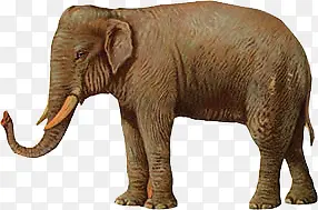 大象越南象