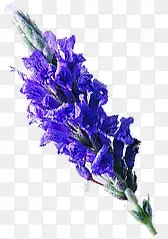 紫色薰衣草夏日