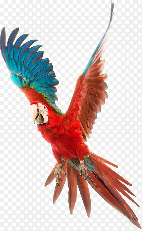 红翅膀鹦鹉