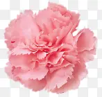 康乃馨粉色花朵