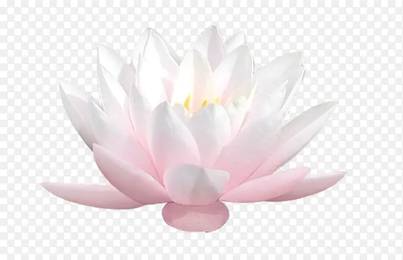 莲花花朵装饰