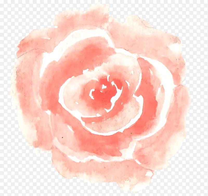 绘画玫瑰花瓣
