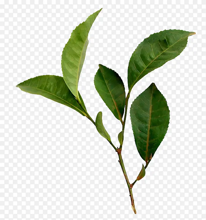 一枝绿色茶树叶子