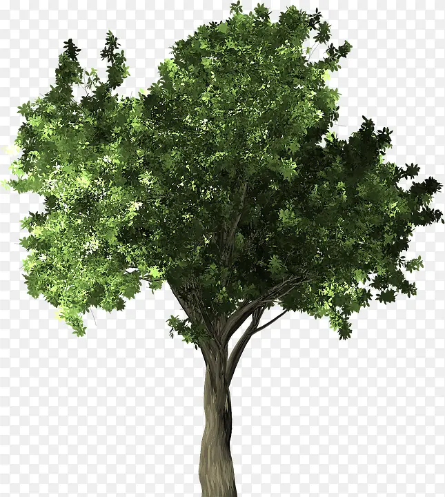 一棵绿色的大树