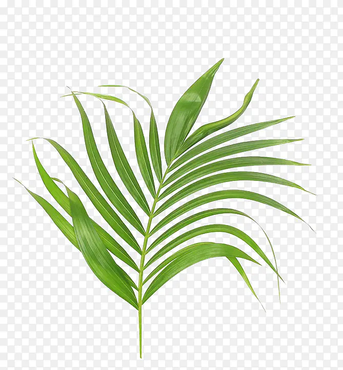 一枝绿色棕榈叶子