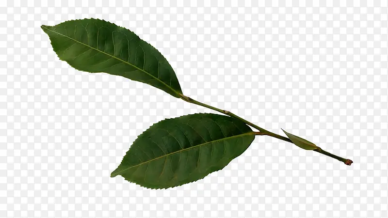 一枝两片绿色茶叶