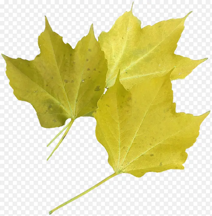三片黄色叶片组合的落叶