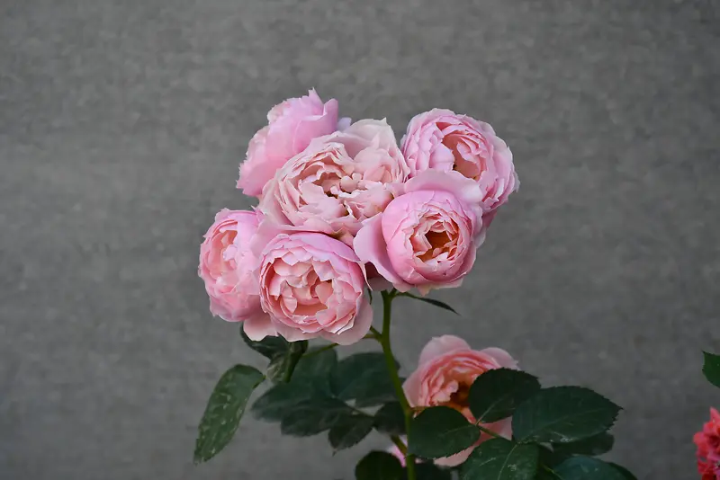 摄影写真玫瑰花