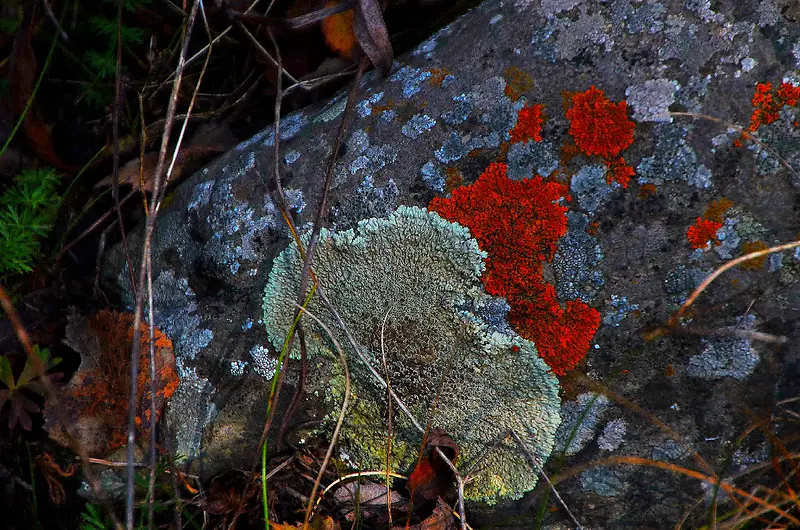 石头苔藓花摄影