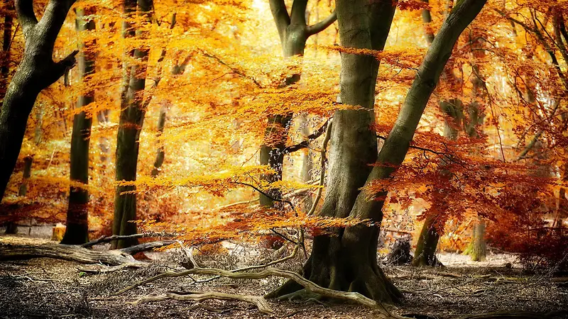 秋天 黄色 树林 摄影 背景
