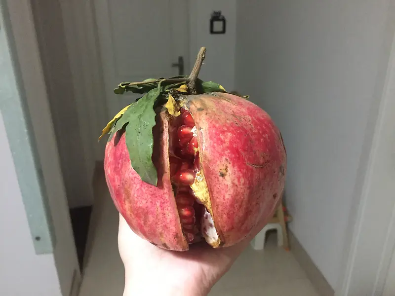 大红石榴挂起来