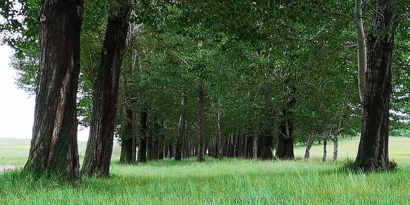 森林 风景 草原 绿植 摄影