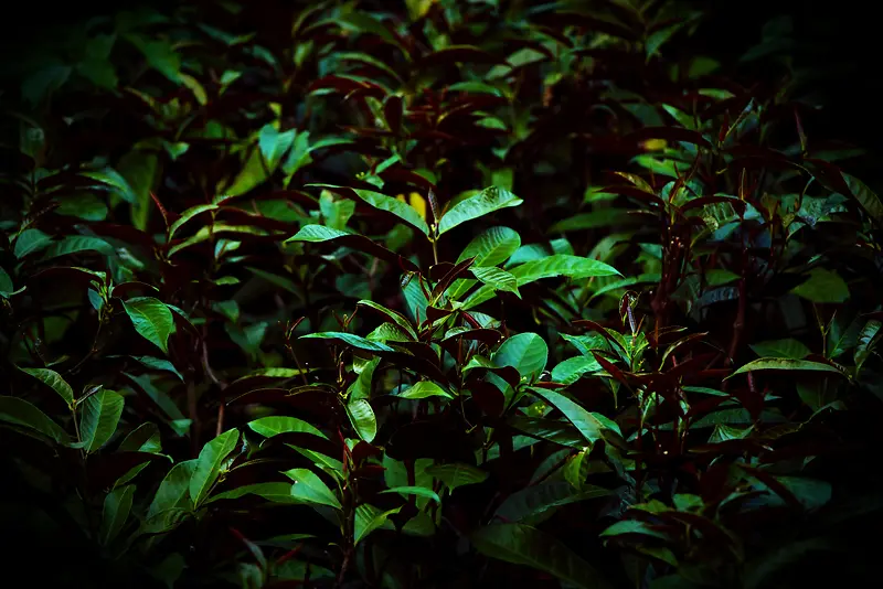 深邃无底的植物