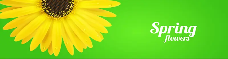 清新绿底黄色菊花背景