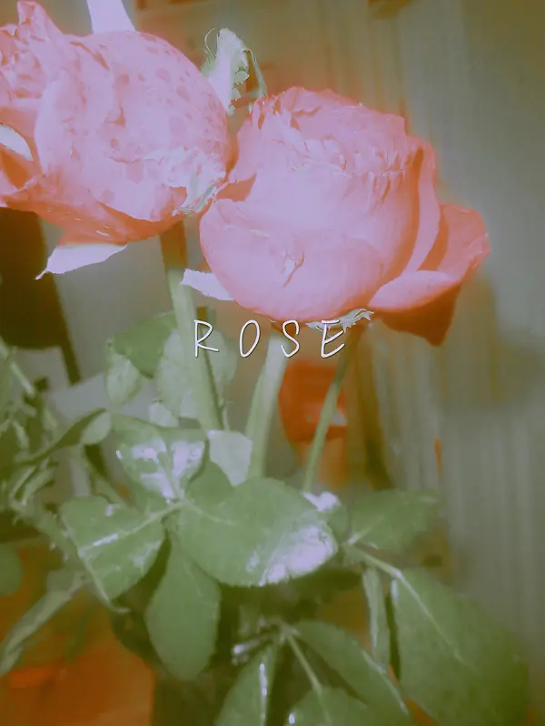 玫瑰花摄影作品2