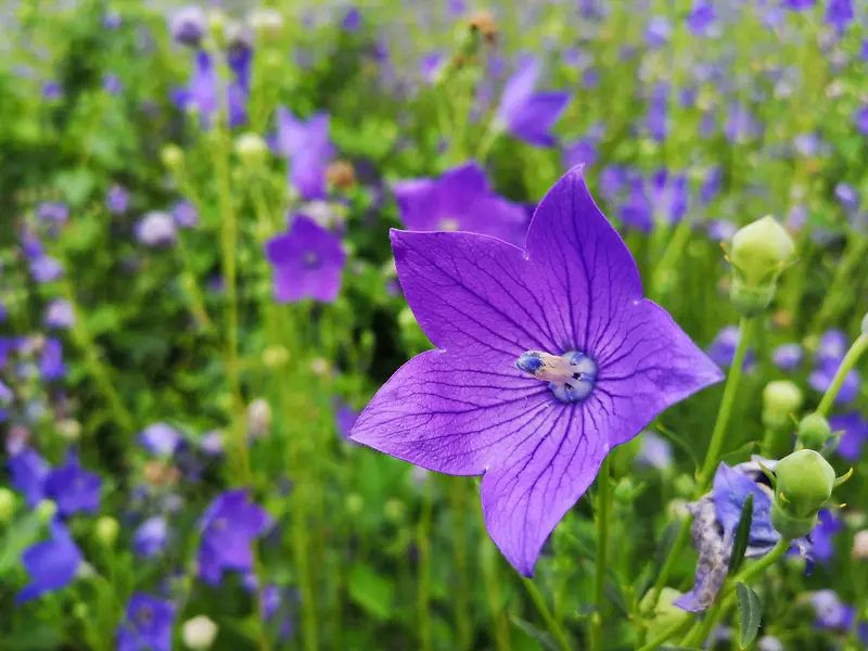 花卉 紫色花卉 摄影