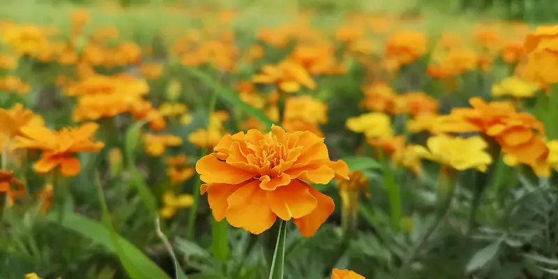 花卉 黄色 植物 照片