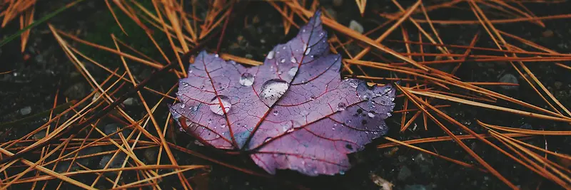 秋季，落叶，风景，摄影34