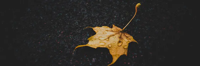 秋季，落叶，风景，摄影33