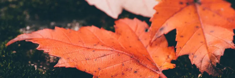 秋季，落叶，风景，摄影16