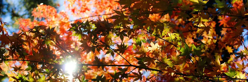 秋季，落叶，风景，摄影39