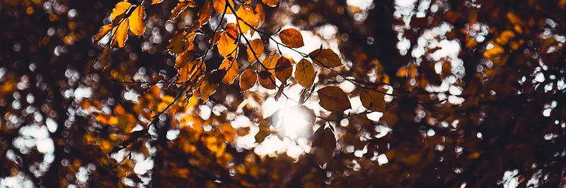 秋季，落叶，风景，摄影38