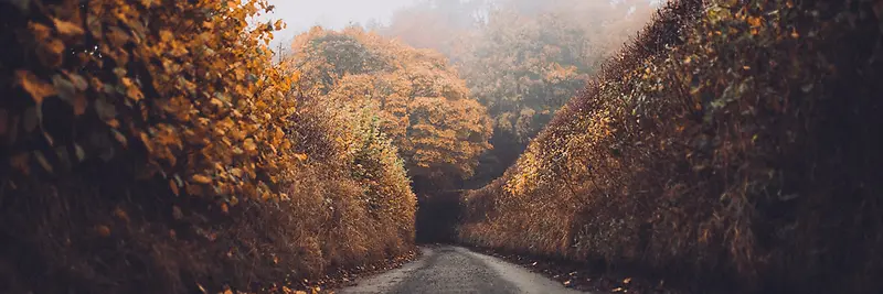 秋季，落叶，风景，摄影17