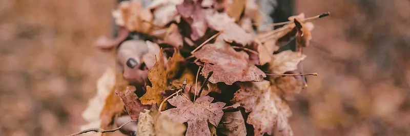 秋季，落叶，风景，摄影29