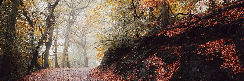 秋季，落叶，风景，摄影18