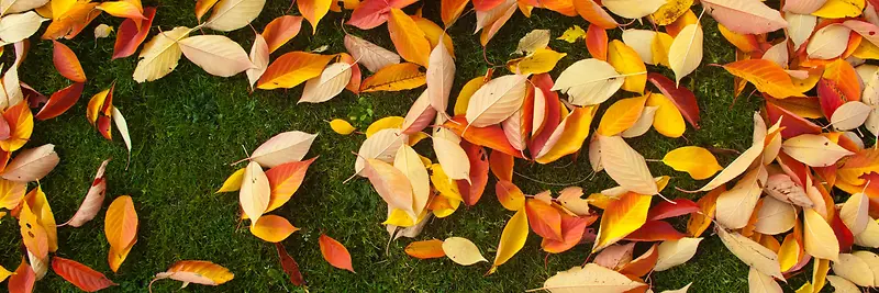 秋季，落叶，风景，摄影44