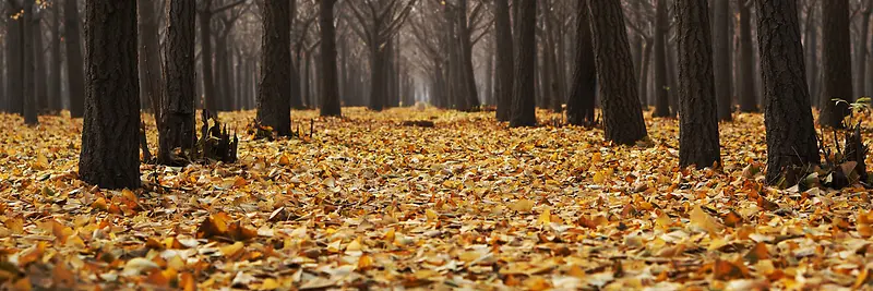 秋季，落叶，风景，摄影30