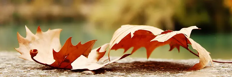 秋季，落叶，风景，摄影50