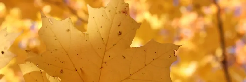 秋季，落叶，风景，摄影35