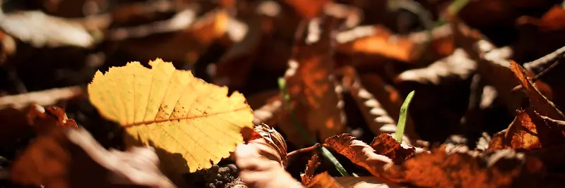 秋季，落叶，风景，摄影41