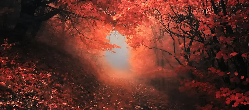 秋季红枫叶林背景
