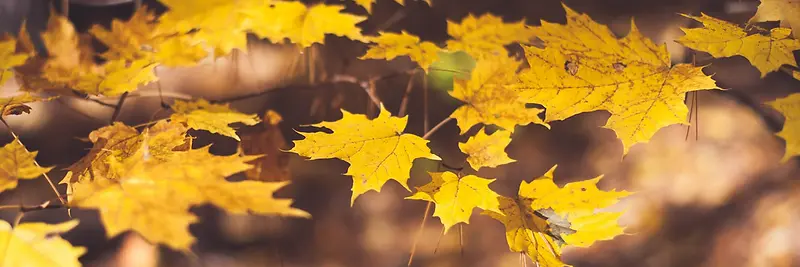 秋季，落叶，风景，摄影32