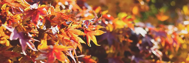 秋季，落叶，风景，摄影9
