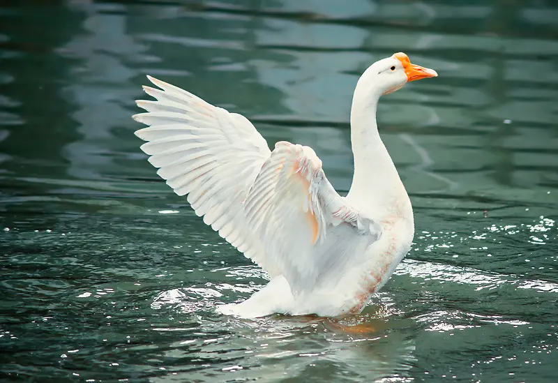湖水中展翅的优雅的大白鹅