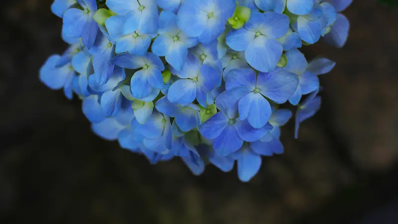 蓝色的绣球花一