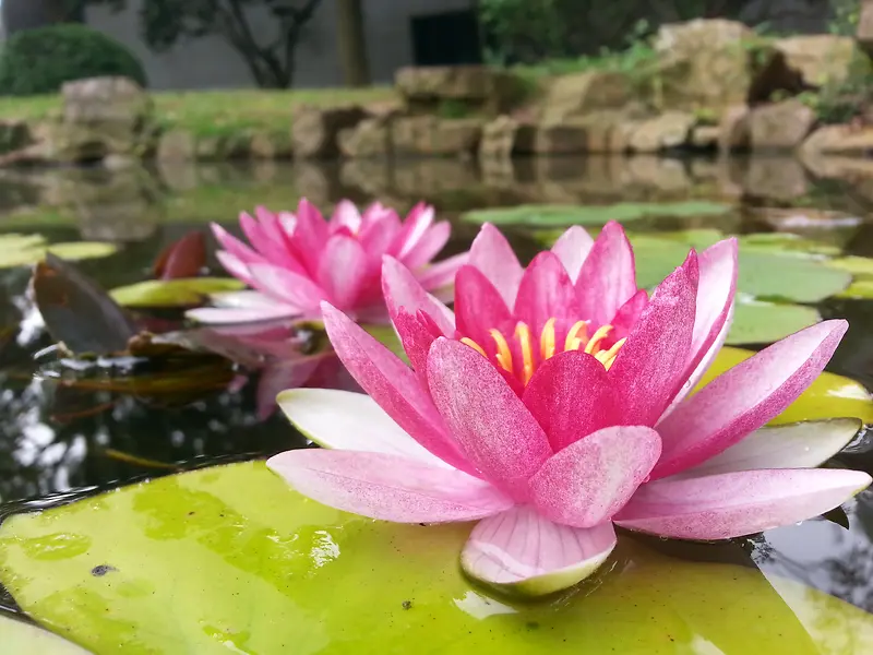 两朵莲花并排开