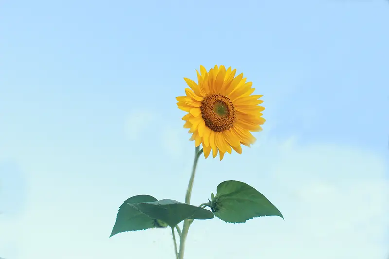 夏天、蓝天、植物、花、向日葵、黄色花朵