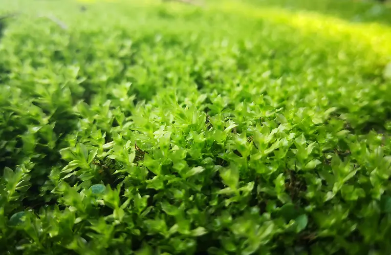 绿油油的苔藓