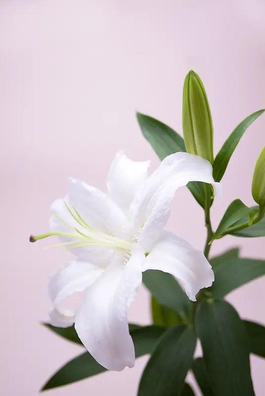 高清精美花卉类背景图16